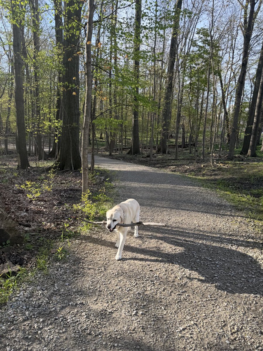 xvermonter61's tweet photo. It might be Monday, but it’s off to a good start! #DogsofTwiiter #MondayMood #StickDog https://t.co/EKcfeQ4Xny