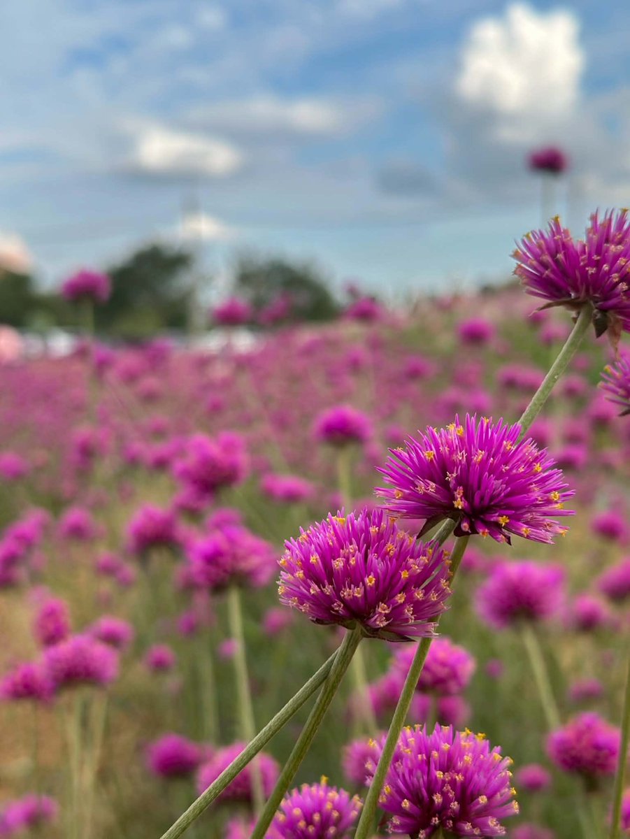 ดอกบานไม่รู้โรยค่ะ จริงๆมีสีขาว🤍กับสีชมพู🩷ด้วย แต่ส่วนใหญ่เป็นสีม่วง💜ค่ะ
คำว่าสวยภาษาญี่ปุ่นใช้คำว่า きれい kirei ค่ะ
อีกคำนึงคือ 美しい (うつくしい) utsukushii แปลว่างดงามค่ะ 🥰
ขอให้คุณเลย์ <a href="/blackleneey/">𝓳𝐨𝐫𝐝𝐚𝐧.</a> สุขภาพแข็งแรงสดใสเบ่งบาน เข้มแข็งเหมือนดอกบานไม่รู้โรยนะคะ🫶🏻✨