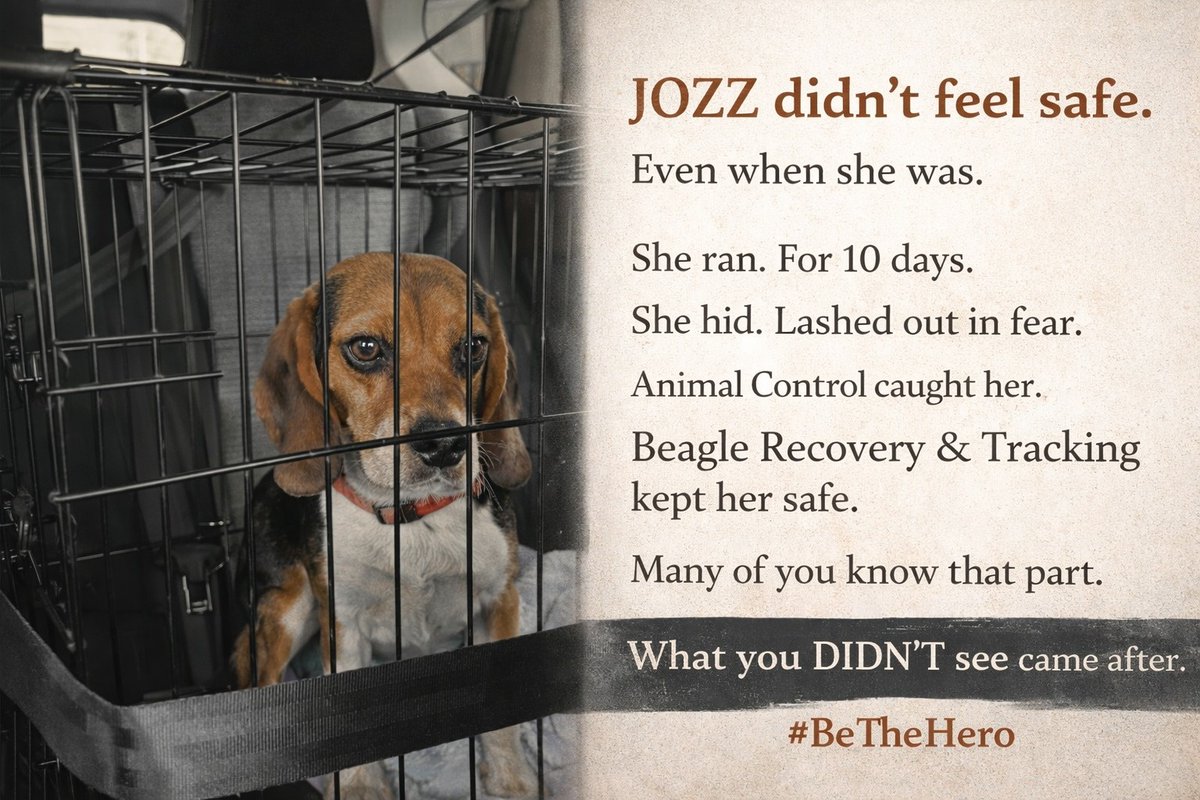 wonderbeagmurph's tweet image. For today's superhero story, we are telling the story of one of Lola's rescues. A little dog you may know as Jozz. Remember to #bethehero and #fetchyourwallet to support more dogs like Jozz at rescuecoop.org/donate. 10$ will enter you in a raffle for great prizes!