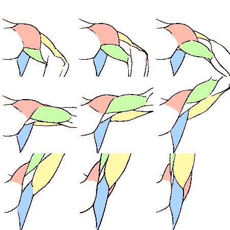 This is what your arm does when it moves