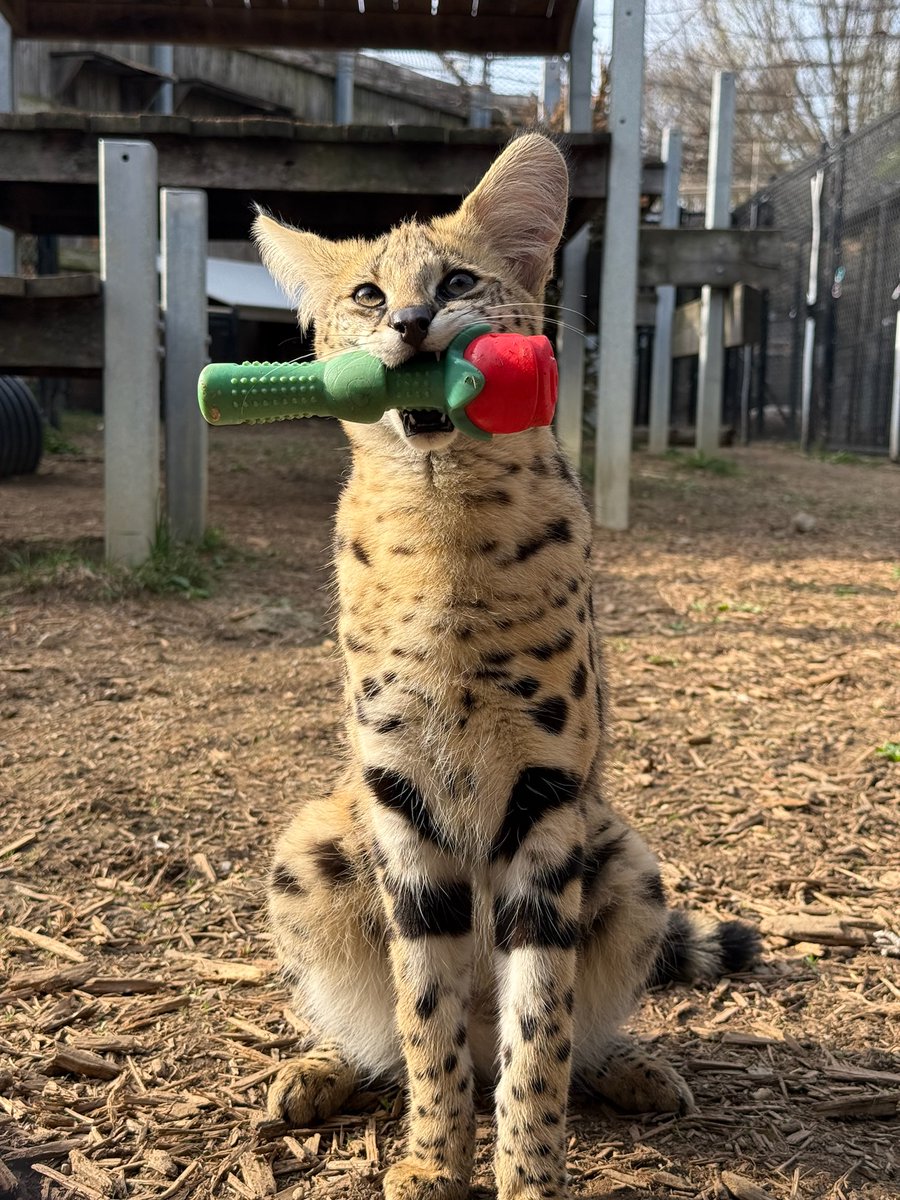 CincinnatiZoo's tweet image. Teddy the serval here to make your Monday better 😻🌹 #MondayMotivation