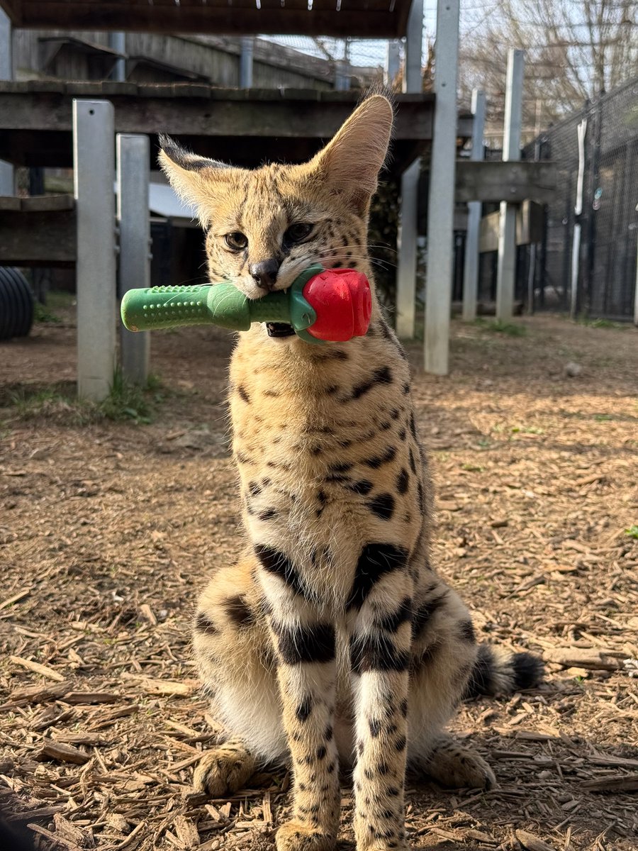 CincinnatiZoo's tweet image. Teddy the serval here to make your Monday better 😻🌹 #MondayMotivation