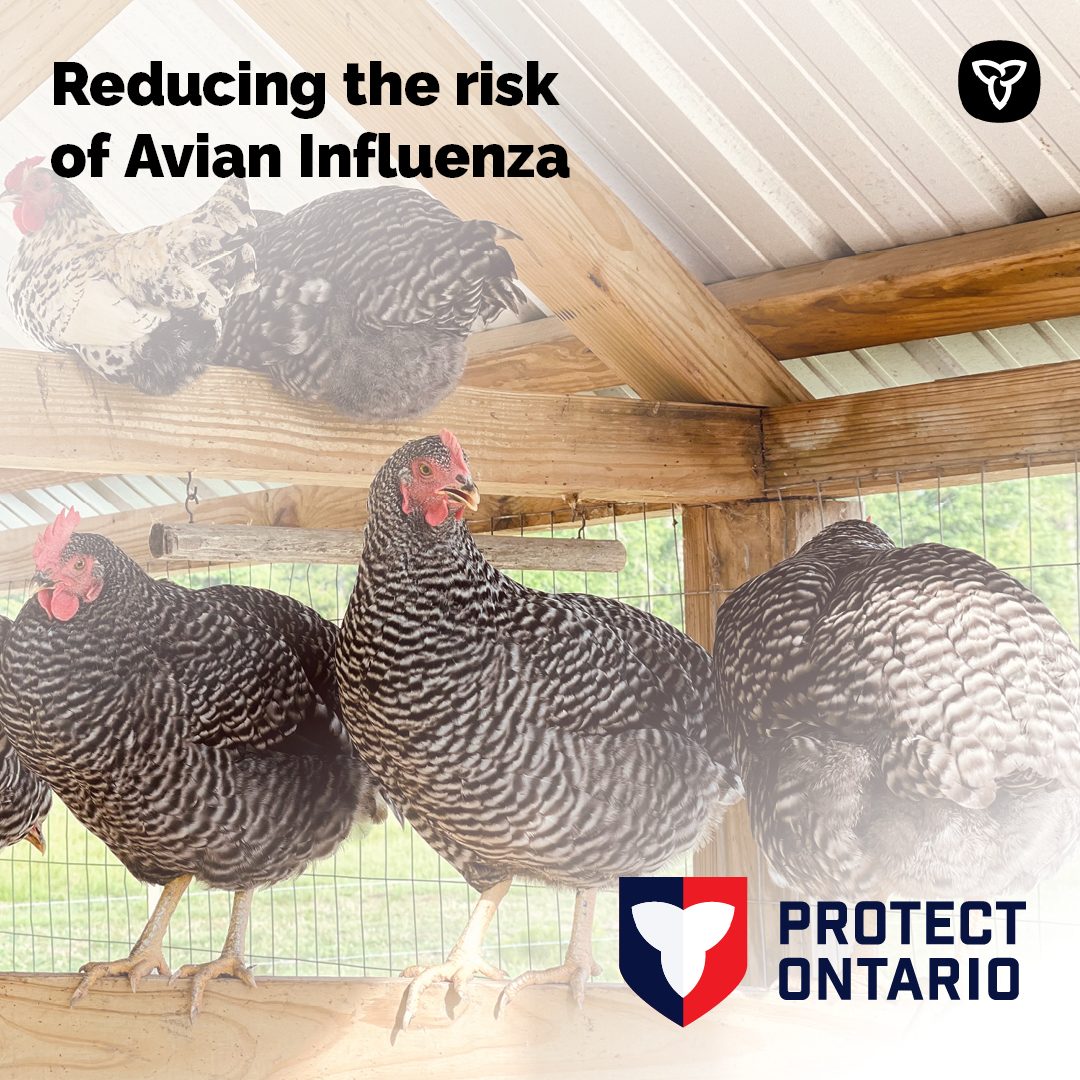 Avian influenza is a reportable disease. If you suspect your birds are showing signs of illness, contact your veterinarian or your local CFIA office. 

inspection.canada.ca/en/about-cfia/… 

#OntAg