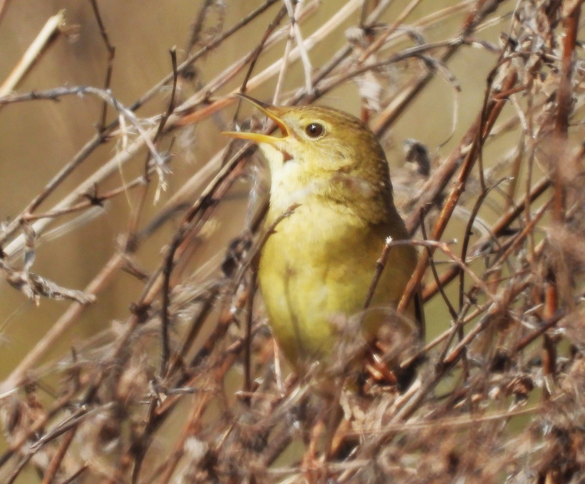 MarburyBirds tweet media