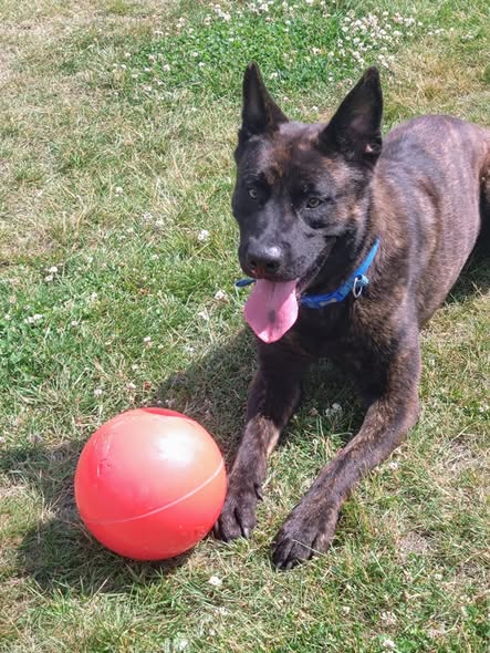 gsrescueelite's tweet photo. Goose is 2yrs old and he is looking for a child and pet free home. Goose is a very clever boy with all the typical #DutchHerder traits so will need a breed exp home to meet his needs
#germanshepherd #dogs #Notts
https://t.co/ecqAc5vOuq https://t.co/rq1ZZNAhwb