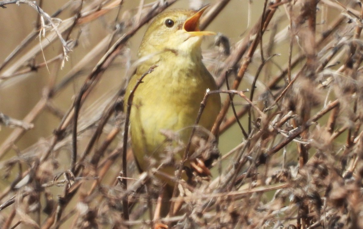 MarburyBirds tweet media