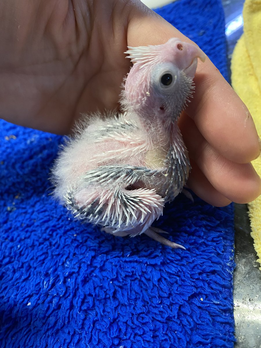 DominikaWalus's tweet photo. Rośniemy, bo nie ma na co czekać!
#nimfa #Cockatiel https://t.co/DE5LMaanva