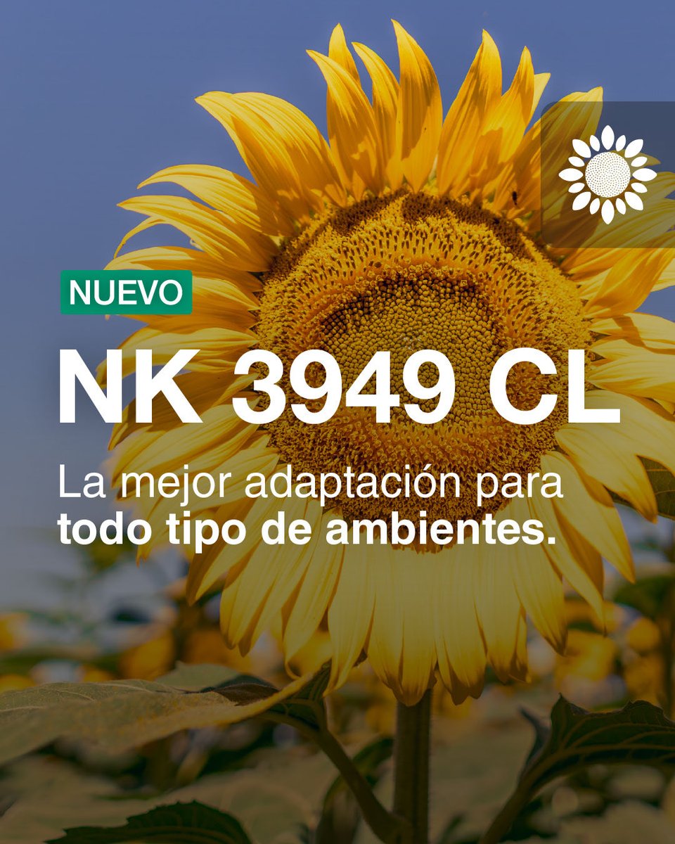 NKSemillas's tweet photo. Te presentamos al nuevo 🌻NK 3949 CL.

✅ Adaptabilidad y versatilidad que maximiza el rendimiento en los ambientes más desafiantes.

✅ Excepcional respuesta en sistemas con manejo defensivo.

✅ Excelente balance entre sanidad y agronomía.

🔗 Conocé su ficha técnica completa en nuestro sitio web: https://t.co/HjQLWr9hgX.

#NKSemillas #LanzamientoNK #ConNKSiempreRendís