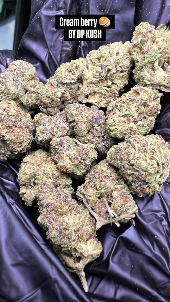 DP Kush tweet media