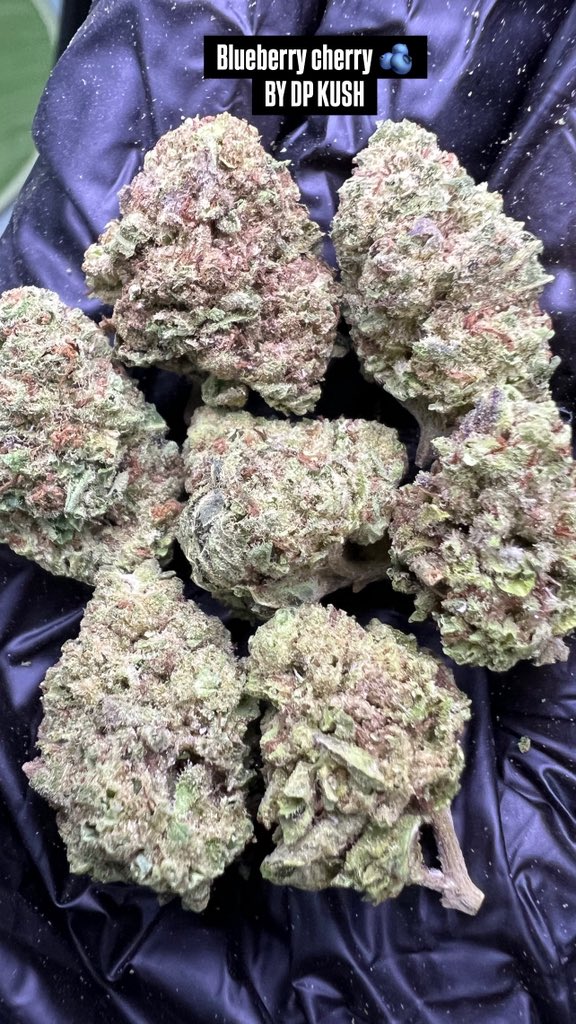 DP Kush tweet media