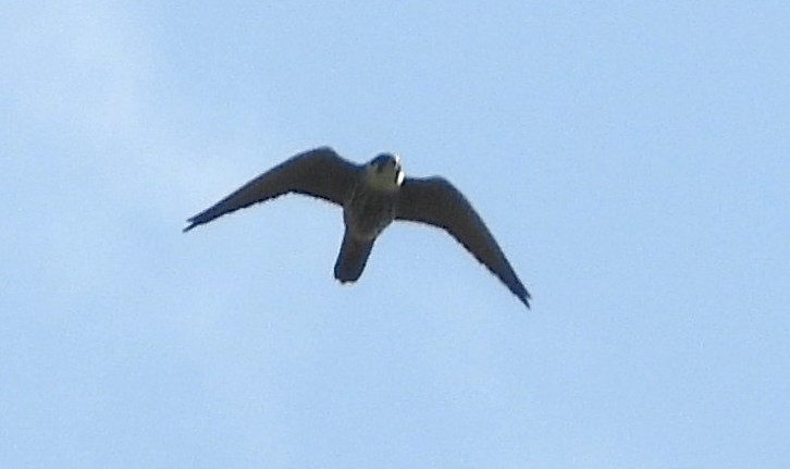 MarburyBirds tweet media