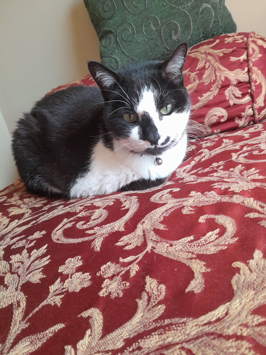 Dr. Amy Yanni ☮️ tweet media