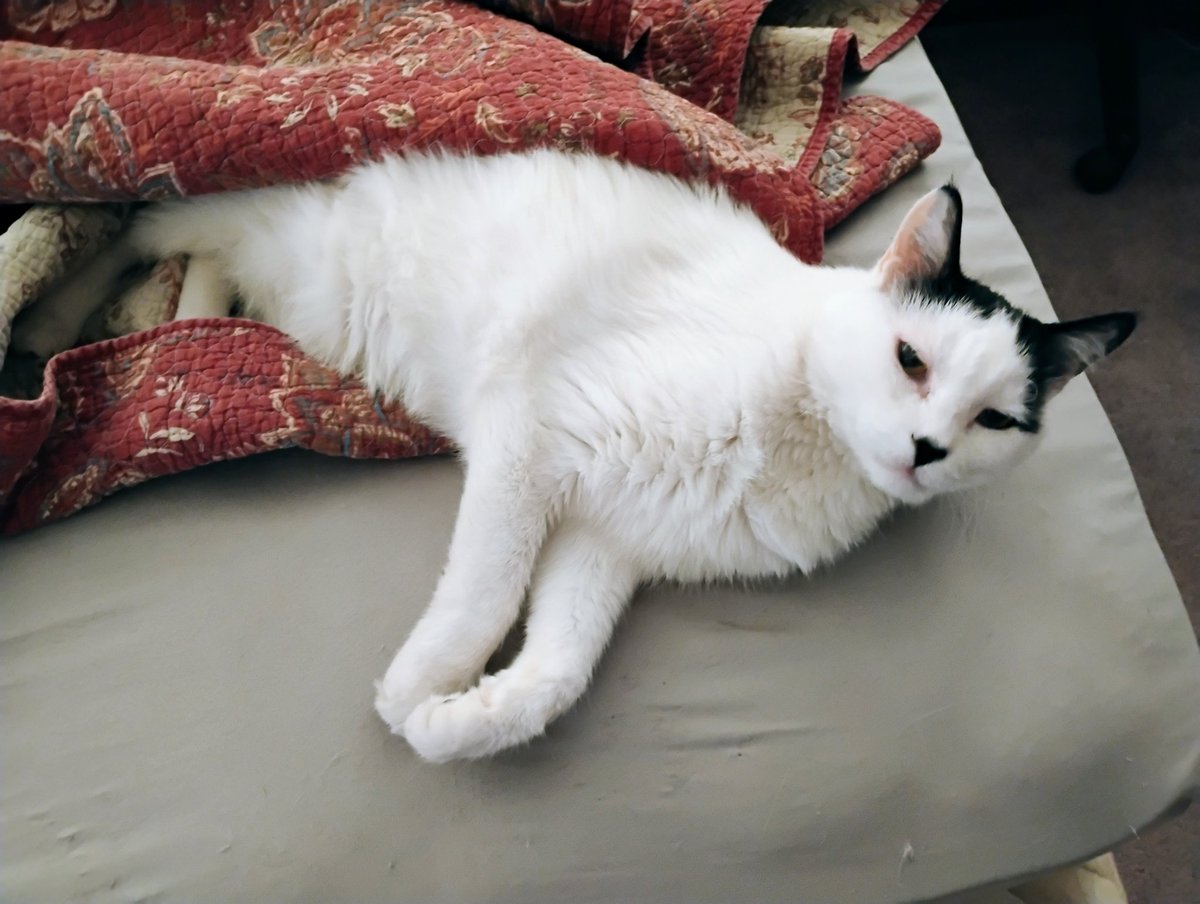 ballistikcoffee's tweet image. Good meow-ning from Coop Kitty, hoping Daddy #BCB gets his YoiTube channel back soon! Either way, have a great Monday &amp;amp; visit us on Rumble! #Atari #Gaming