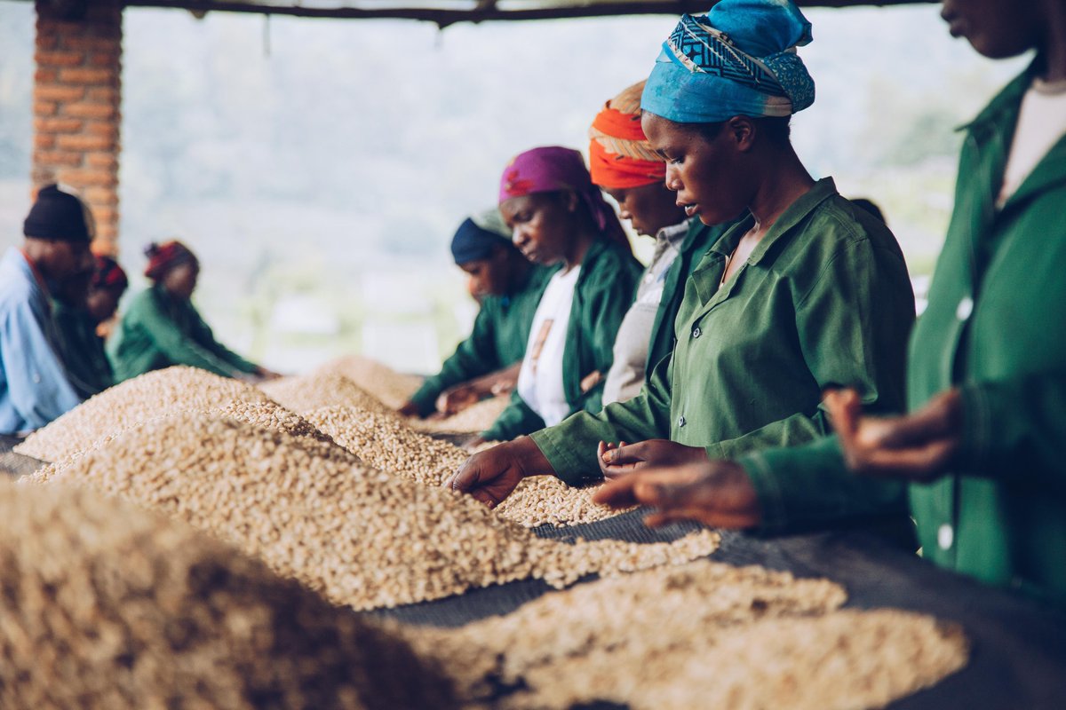 fordbee's tweet image. A major @MIGA - Sucafina partnership went live. 🌍 Helping coffee farmers access tech and premium markets. Sustainable production is the entry ticket to the $900M global ESG loan markets. 🇷🇼📈 #CoffeeIntel #MadeInRwanda #AgriTech #RwOT