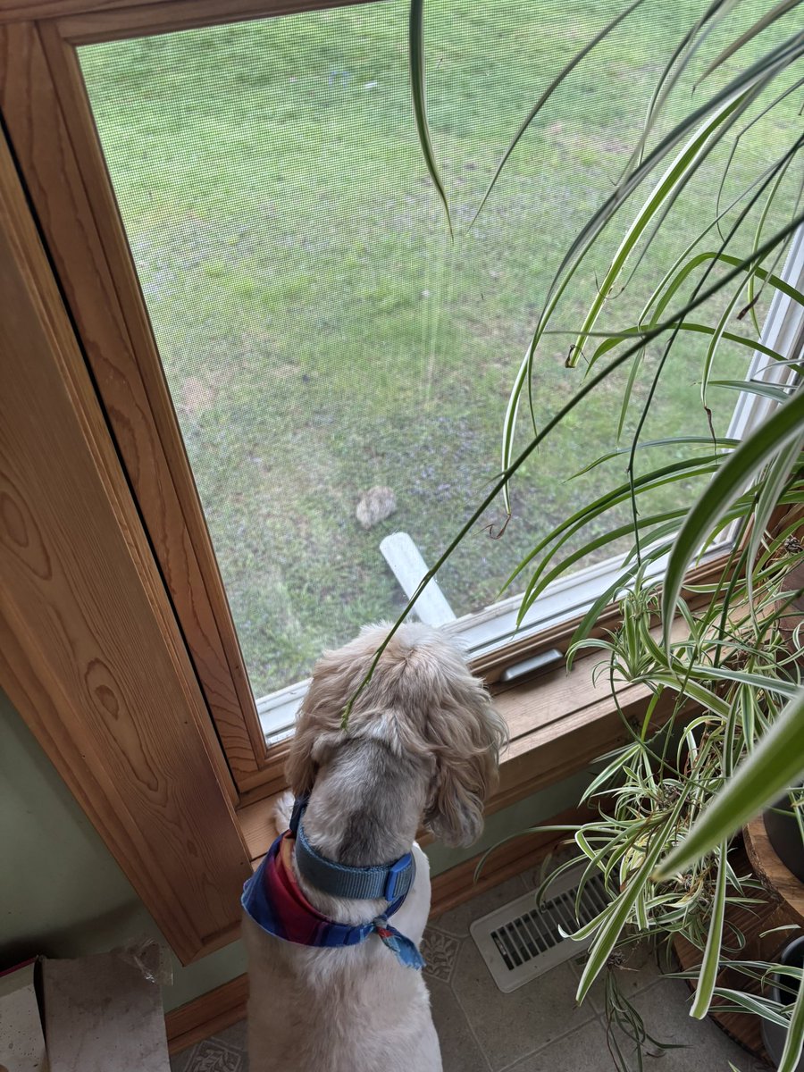 JennaApollo's tweet photo. Bunny: 1 
Ollie: 0 https://t.co/uzbZXdVyCx