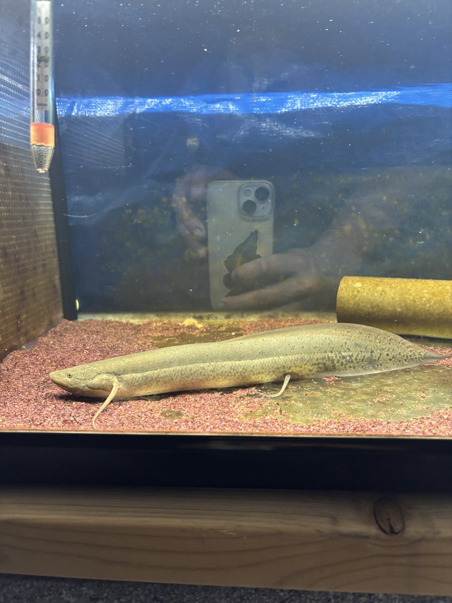 tropical fish_miramira (@MiramiraFish) / Posts / X