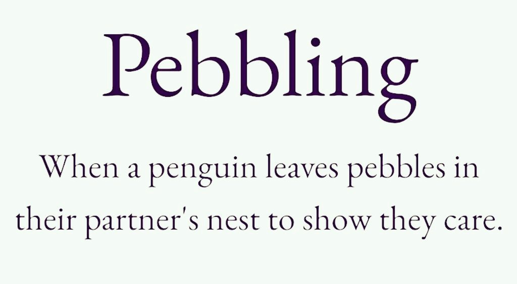 So sweet 🐧✨️
