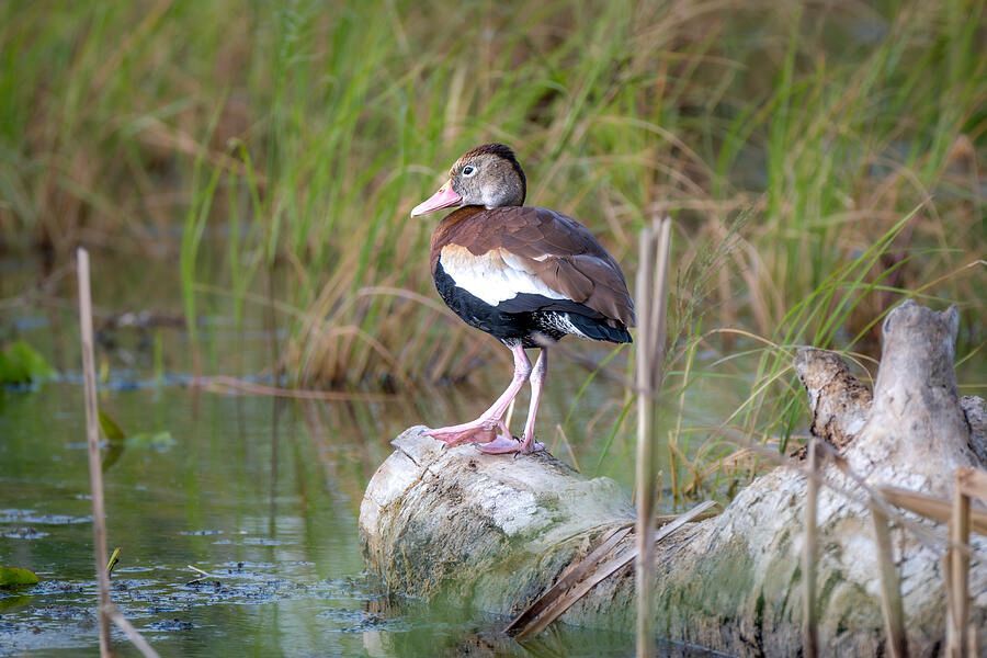 DebraMartz's tweet image. Wader's Trail at Estero Llano Grande in TX offers many opportunities for birdwatching. This Black-bellied Whistling-Duck was at the edge of Dowitcher Pond, one of the ponds on this trail

pixels.com/featured/black…
@debramartz
#WhistlingDuck #duck #bird #aves #birdlover #giftideas