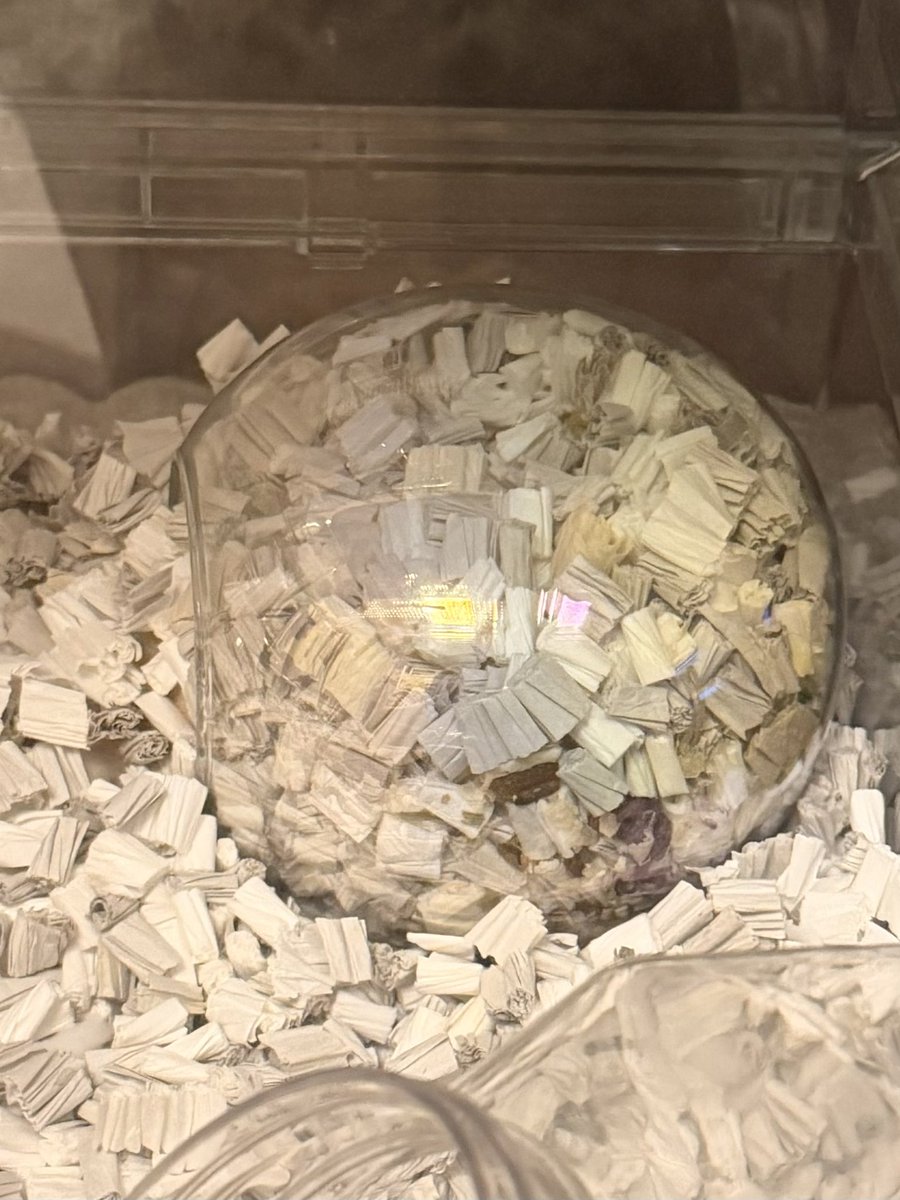 まるとむぎの日常🐹 tweet media