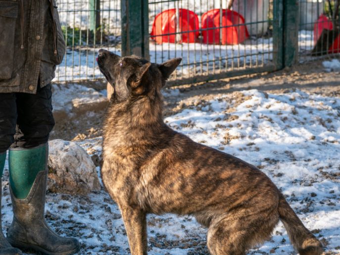 gsrescueelite's tweet image. Phoenix is 17mths old and this poor girl was turfed out of a van early hours one morning! She is a sweetheart but understandably a nervous and wary girl so exp, child and pet free home needed please 
#dogs #germanshepherd #Cornwall 
gsrelite.co.uk/phoenix-2/