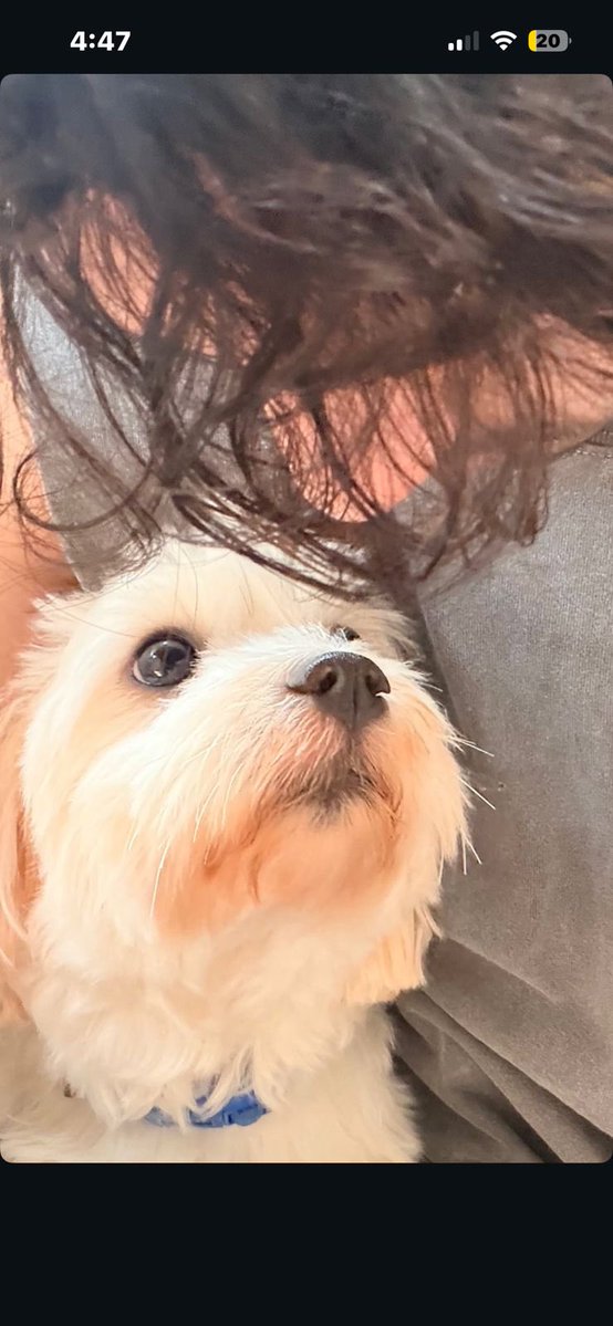 indiaforums's tweet image. Guessing game on 👀
Fresh off the success of his recent hit film, this rising star is keeping it chill and his furry friend is clearly the main character here ❤️
Think you know who it is? COMMENT BELOW
.
.
.
#GuessWho #BollywoodBuzz #FurryFriend #PuppyLove