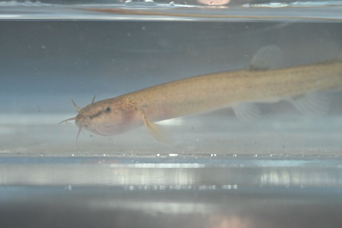 麻布学園生物部魚班 tweet media