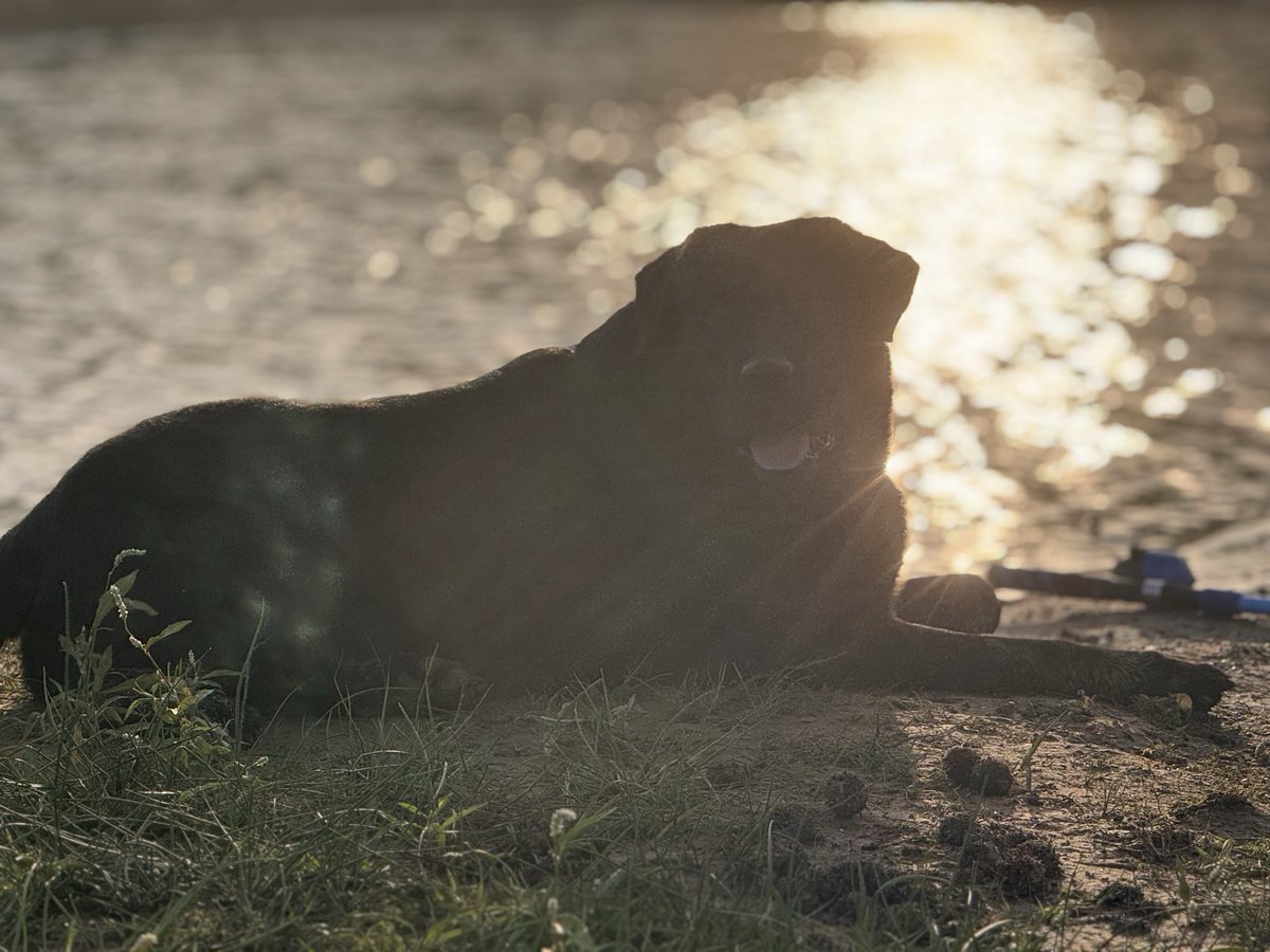 CarolineKenealy's tweet photo. #BlackLab #Dog #fishing https://t.co/Iceg0O7XXL