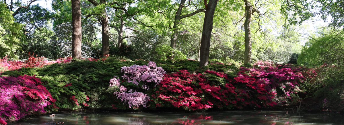 AmanBrar90's tweet image. Some snaps from Isabella Plantation in Richmond Park on the weekend #canon #photography #london