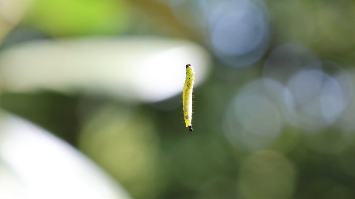 AmanBrar90's tweet image. Some snaps from Isabella Plantation in Richmond Park on the weekend #canon #photography #london