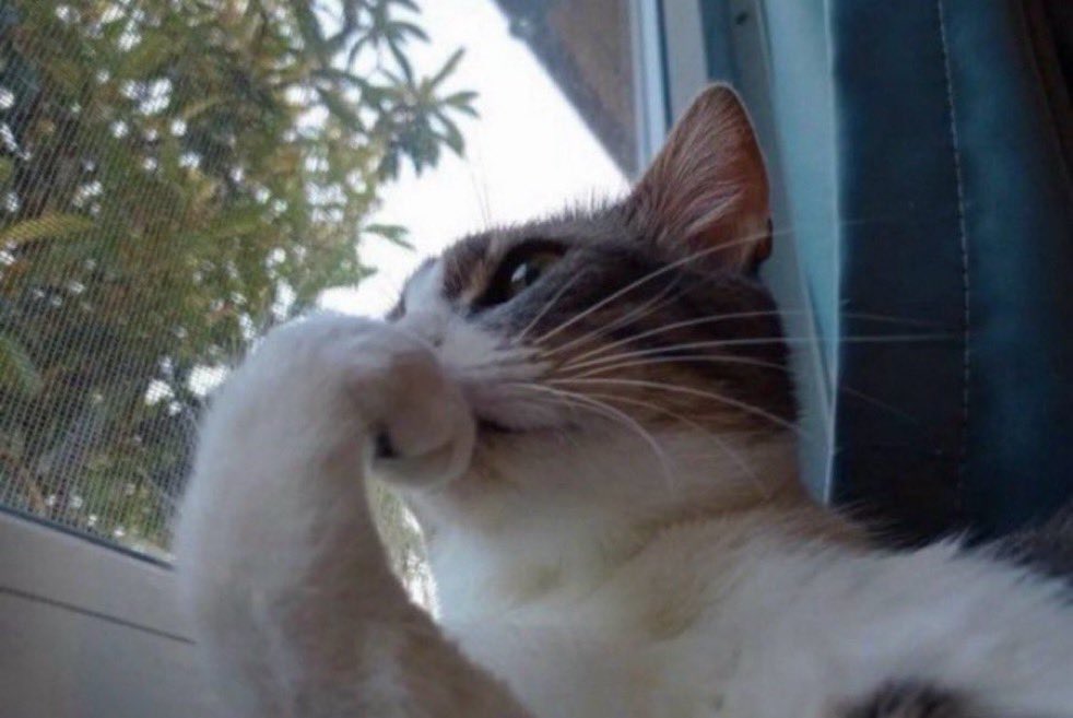 Inconsiderate Raccoon tweet media