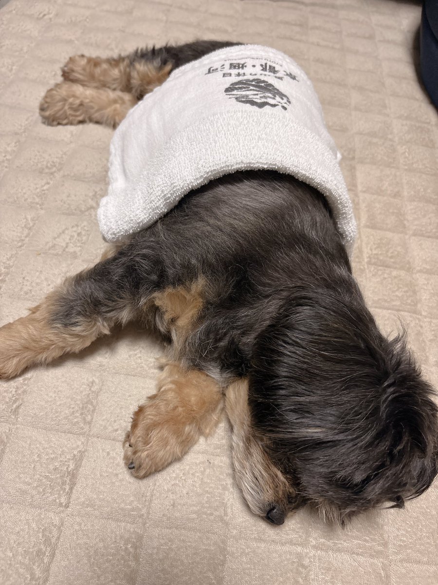 音木𝟘𝟙 🦍￤NEXT ▶︎▷ ㊗️マジミラ大阪参戦確定 tweet media