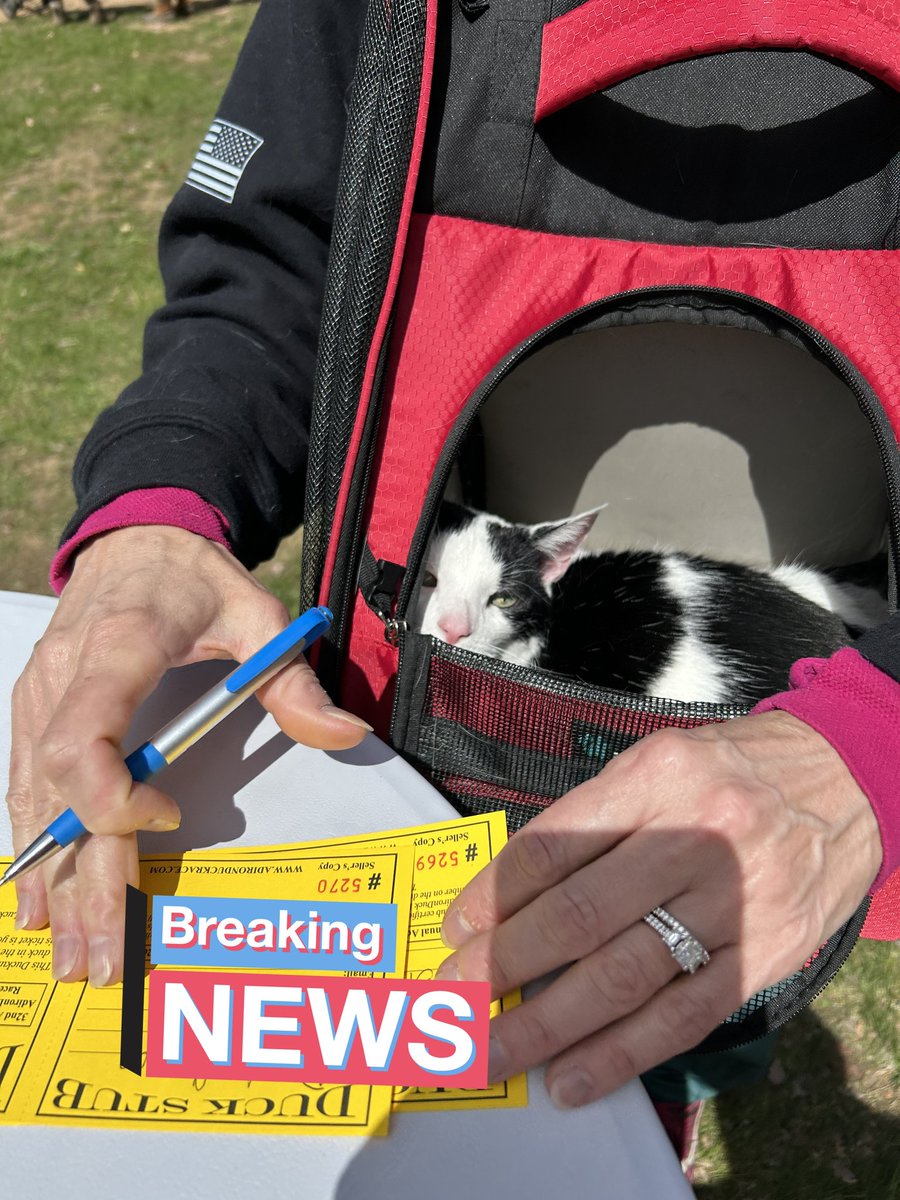 TheSprinklesCat's tweet photo. After our trail walk yesterday, they did the Adironduck Race! 1000's of ducks were released down a creek! We bought 2 ducks, neither won, but it was fun to watch! Hope mew have a purrfect #MovingMonday! #cowcat #CatsofTwitterX #AdoptDontShop #StaySafeFurrends https://t.co/fiKk68zULY