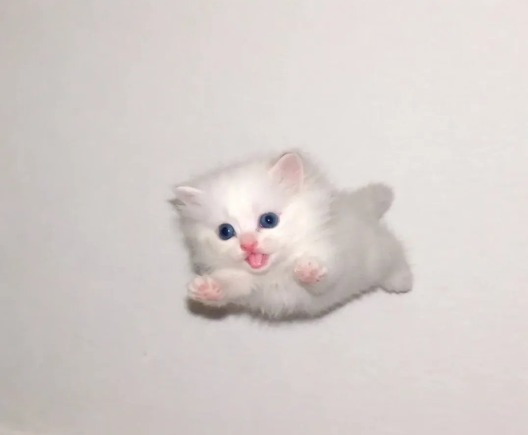 cats 🐈 tweet media