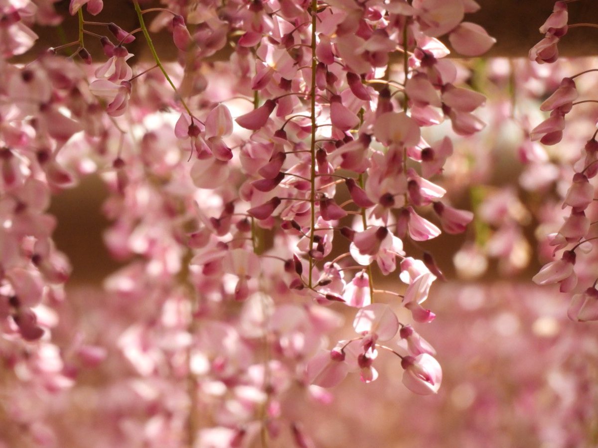 今日も一日お疲れ様でした
ゆっくり休んでくださいね😊

#曼陀羅寺 #藤