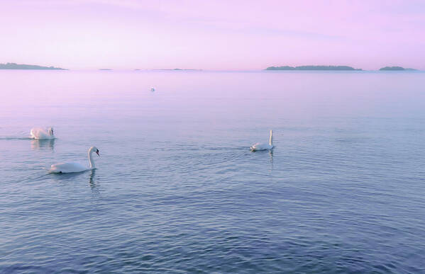HurmerintaArt's tweet image. Four Lovely Swans At Sunrise.

Serene and beautiful wall art for any room. Choose small or large, metal print or framed print... and enjoy a new mood in the room.
#wallart #roomdecor #swans #nature #serenity 
 johanna-hurmerinta.pixels.com/featured/four-…