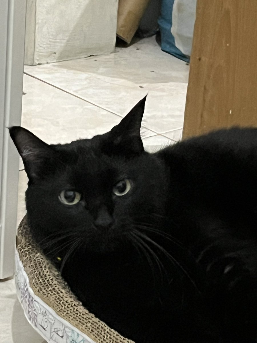 ⋆｡˚꒰ঌ 𝒱𝑒 ໒꒱˚｡⋆ tweet media