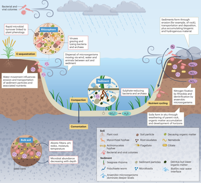 Nature Reviews Microbiology tweet media
