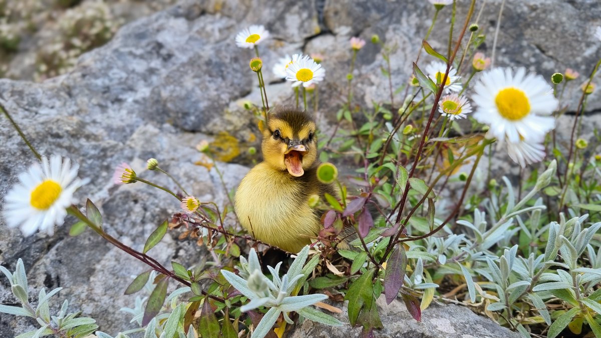CheddarGorge_'s tweet photo. Spring is truly here! https://t.co/sh84YgWg5U