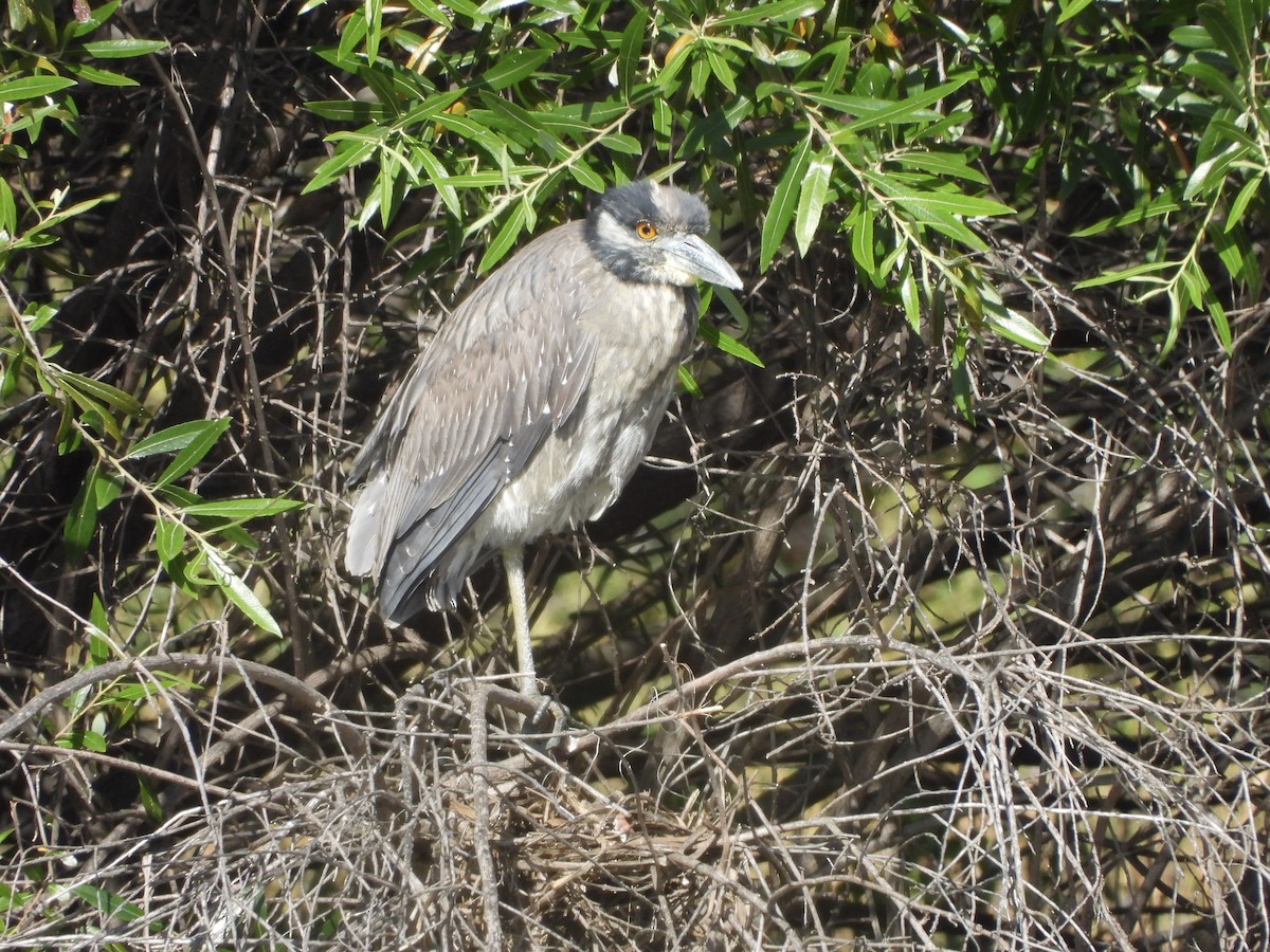 rbabox_la's tweet image. A Yellow-crowned Night Heron has been confirmed at Earvin Magic Johnson Park ebird.org/checklist/S328… Photo: Joshua Mitchell #lacobirds #birding