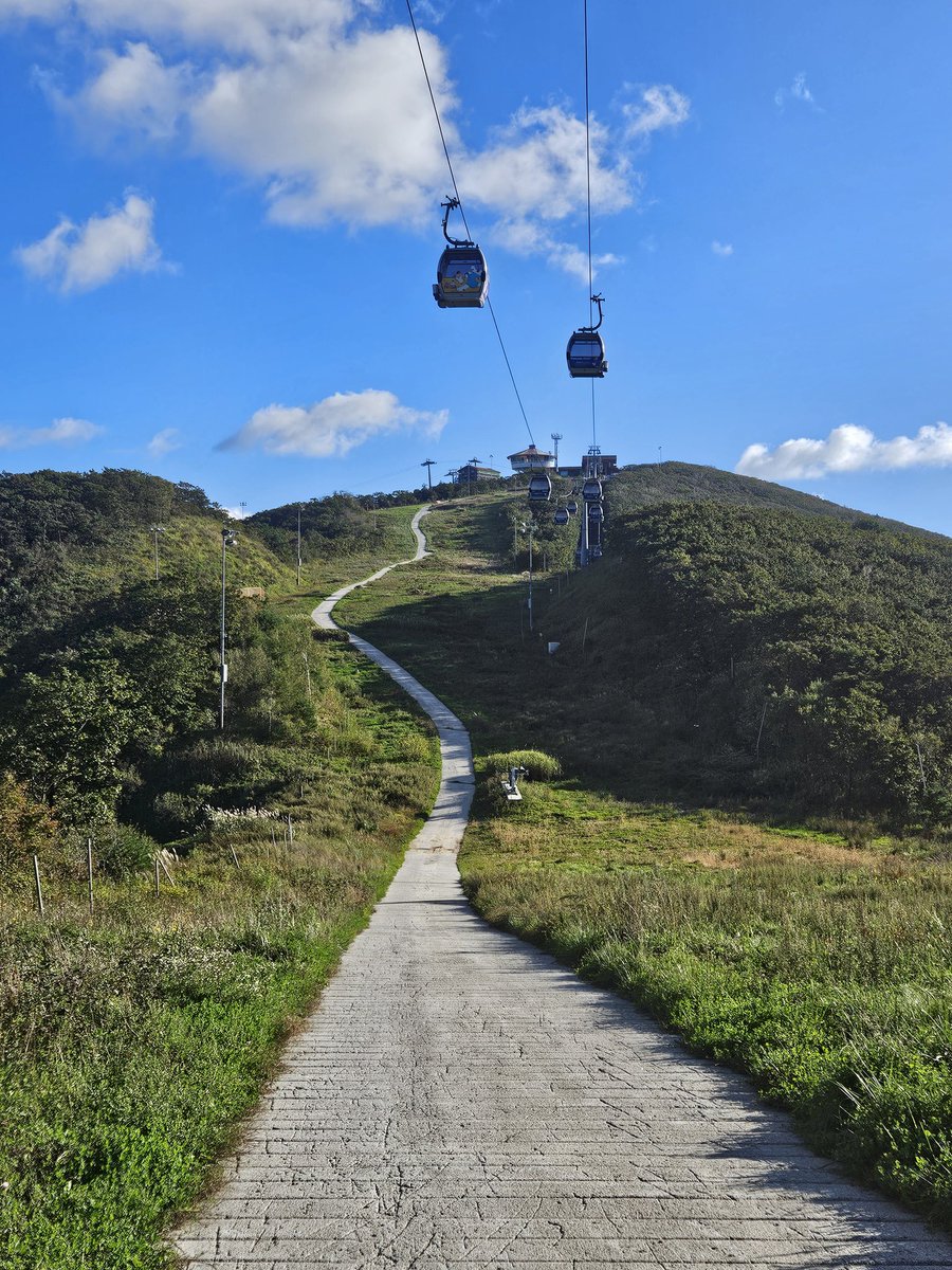 fini fish tweet media