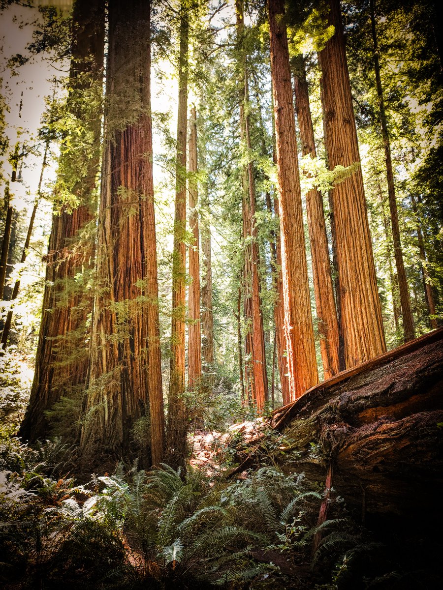 Jessie Hikes 🌲 tweet media