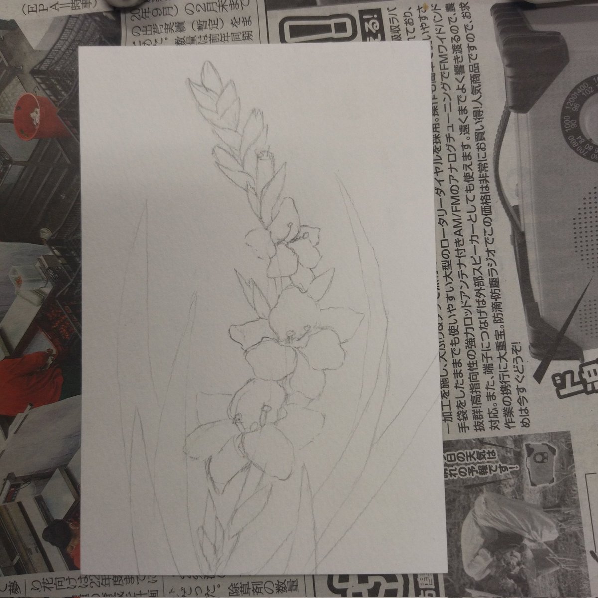 Sukitto Kitsune || スキット狐 tweet media