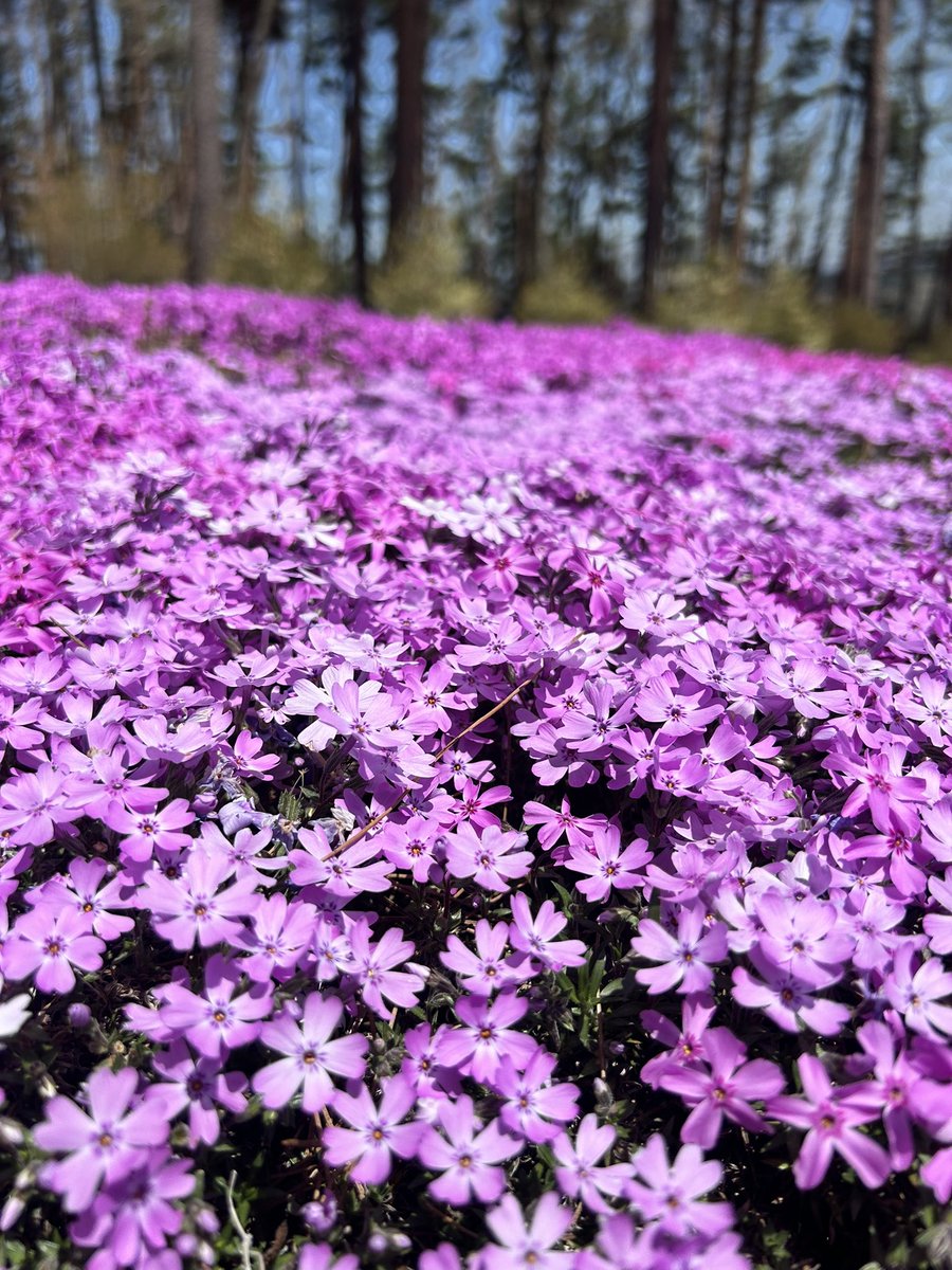 veryuka's tweet image. 良いシバでありジバです。

#芝桜
#平田村
#宇宙