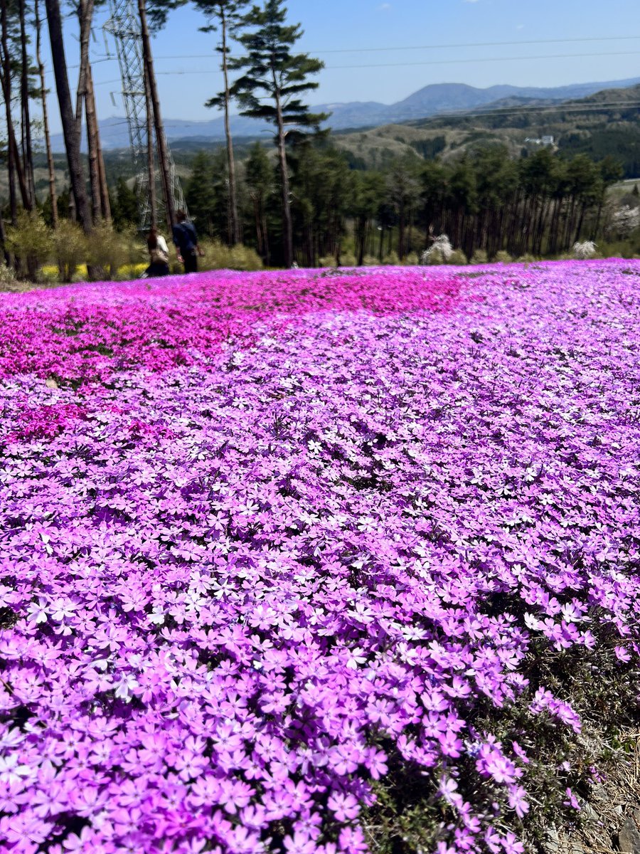 veryuka's tweet image. 良いシバでありジバです。

#芝桜
#平田村
#宇宙