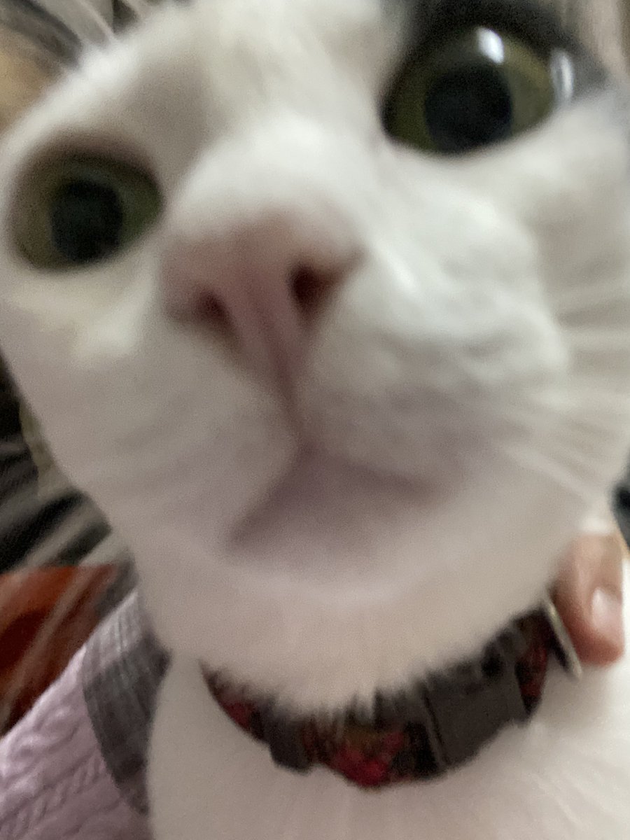 다닉옹 tweet media