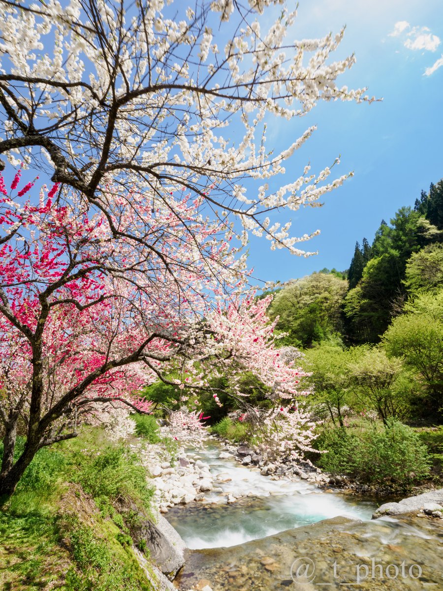 とーりん tweet media