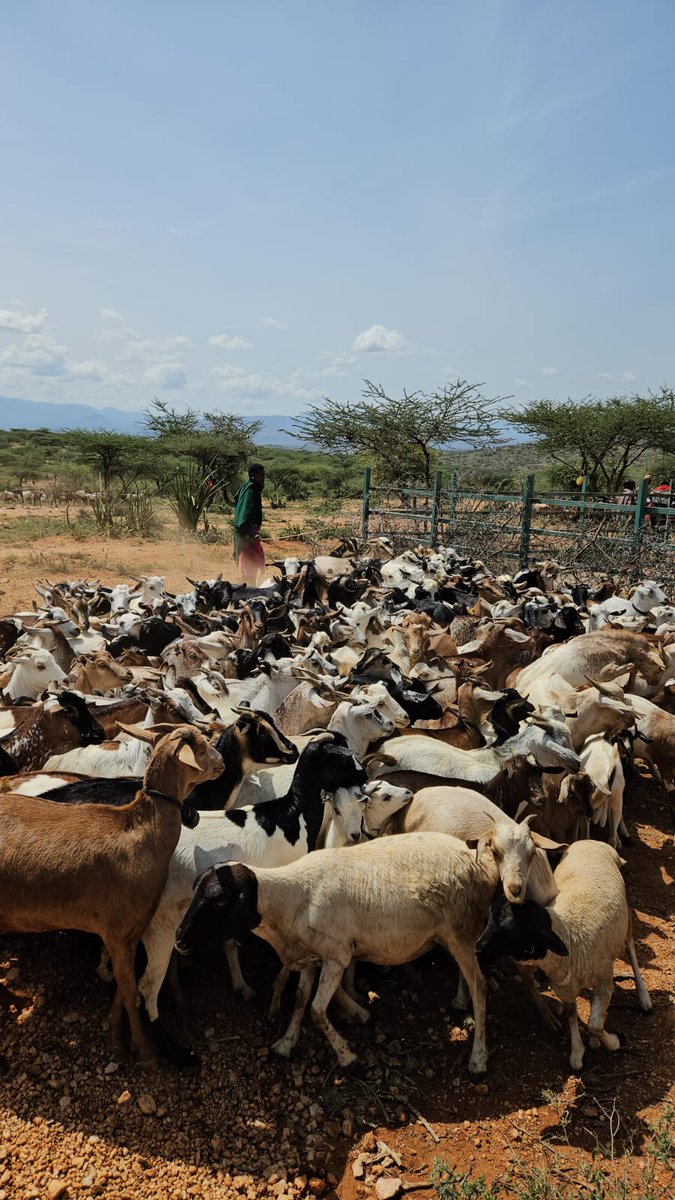 GENCO Livestock and Fresh Meat Export Ltd tweet media