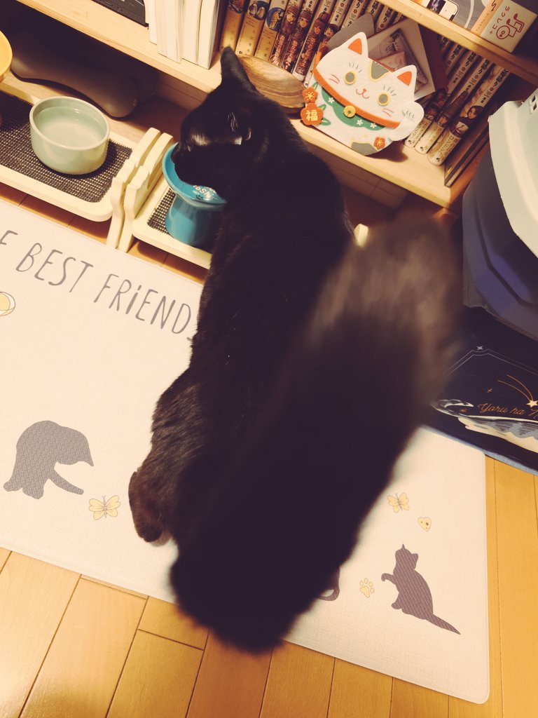 NoRi/ImpCats@GVB tweet media