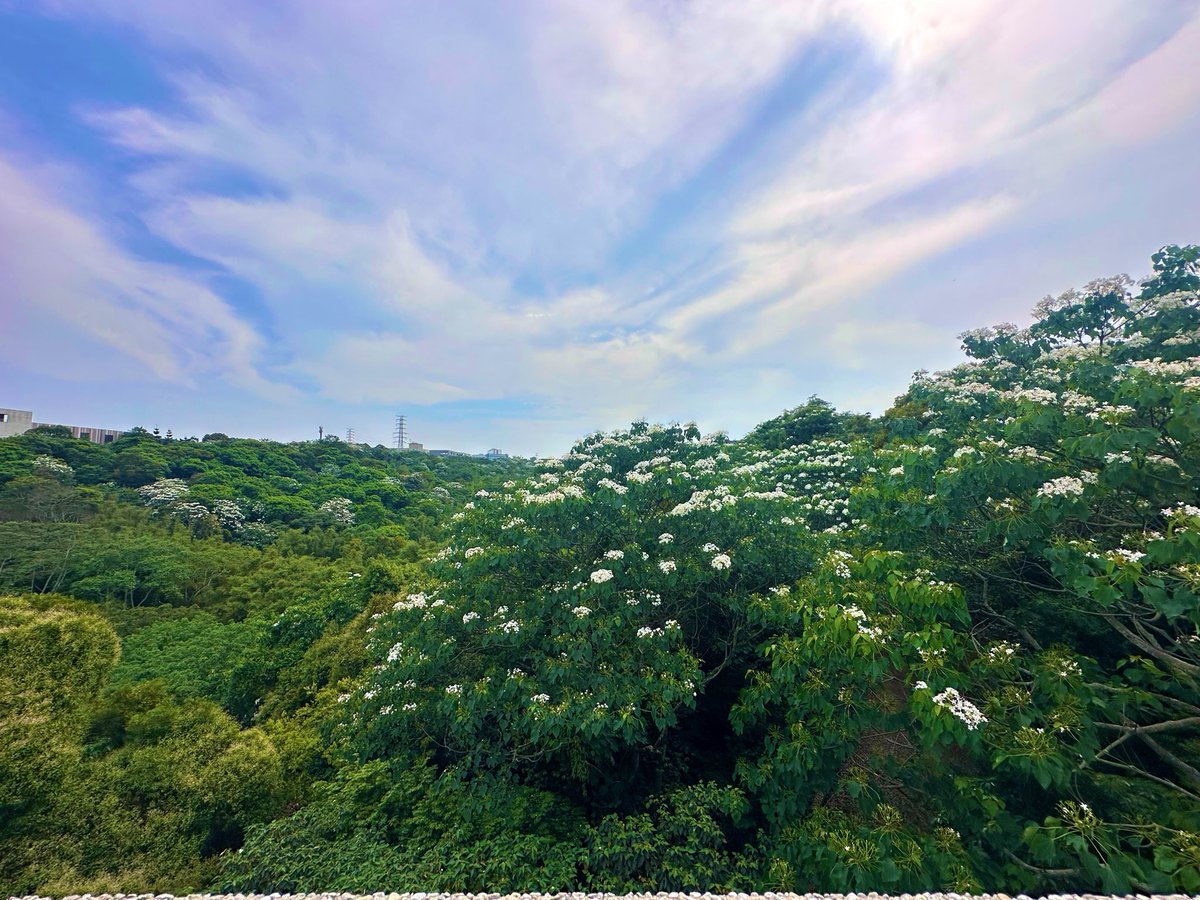 pool_09211's tweet photo. 四月桐花如雪，本該鋪滿山徑，潔白而盛。然而今日來訪，花期尚早，仍未至巔峰，
枝頭花影疏密有致，留有幾分含蓄與期待

風帶著淡淡花香，心也隨之沉靜。這一季，不張揚卻動人，或許靜待下個月，再來回訪，會是另一番盛景。 https://t.co/A9c3HjTkRg