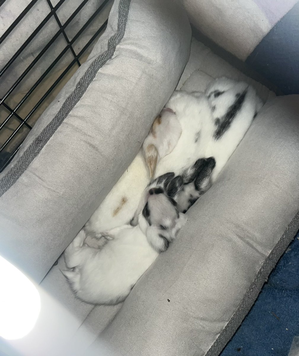 night blooming jasmine tweet media